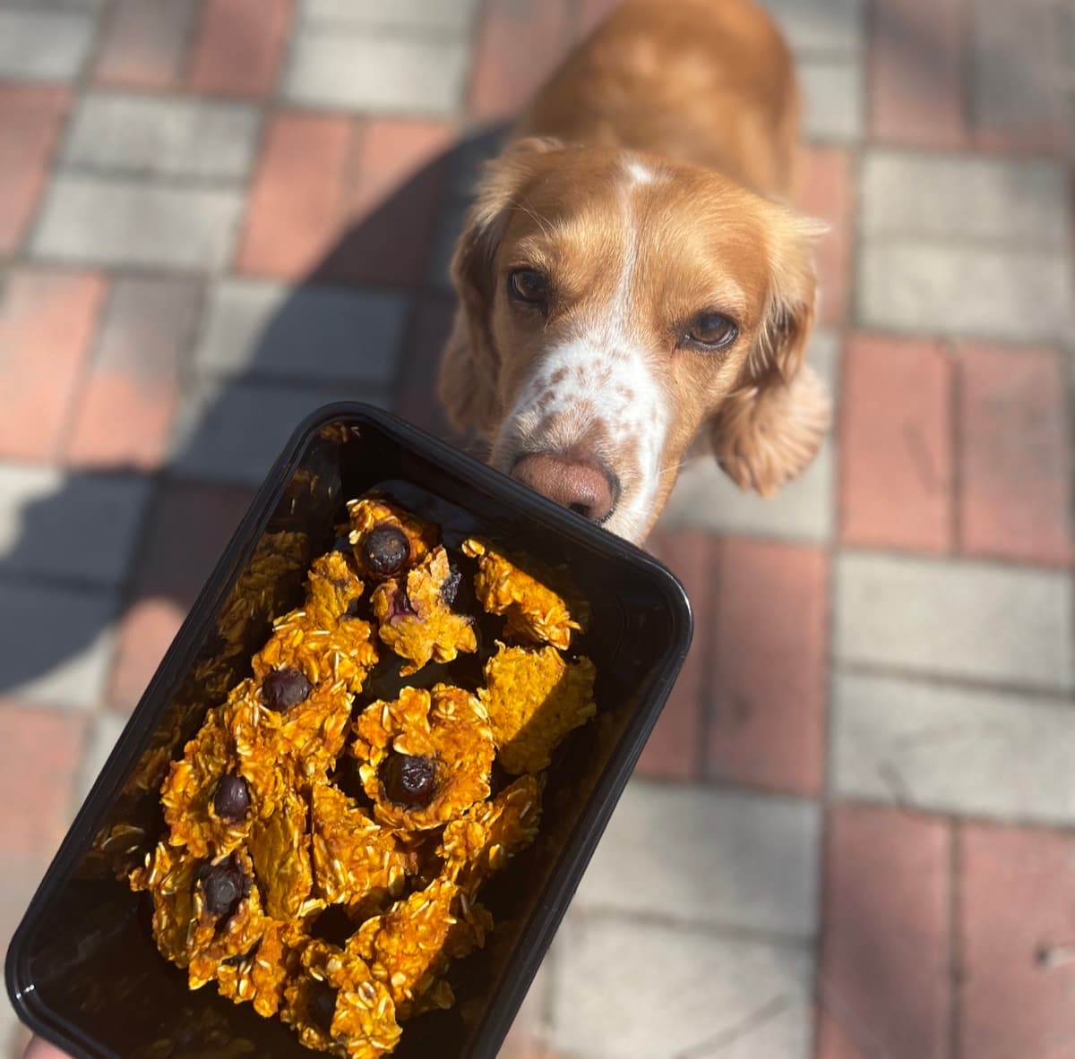 Dog excited for PupTubz treats