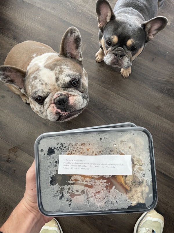 French Bulldogs excited for their PupTubz meal
